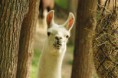 /album/zvirata-v-nasi-zoo/zoo18-jpg/