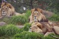 /album/zvirata-v-nasi-zoo/zoo19-jpg/