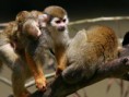 /album/zvirata-v-nasi-zoo/zoo20-jpg/